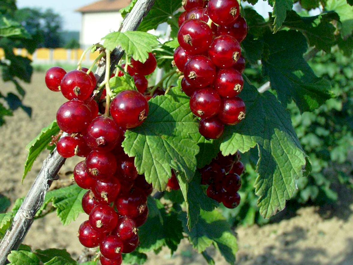 Смородина красная Розетта 3 шт. (38292609)