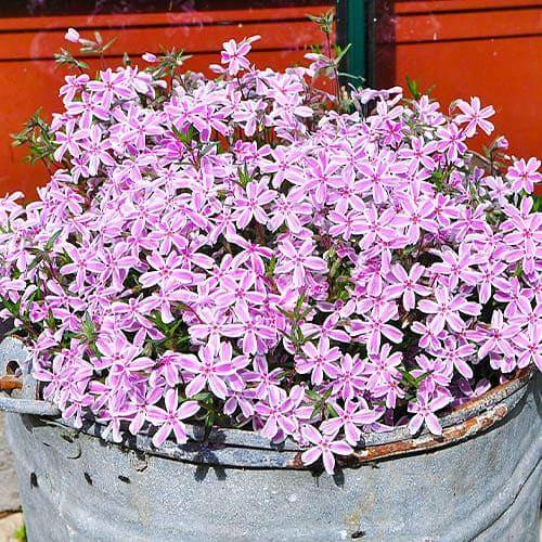 Флокс Florium Kimono Pink-White (13062) - фото 2 Флокс Florium Kimono Pink-White (13062) - фото 2