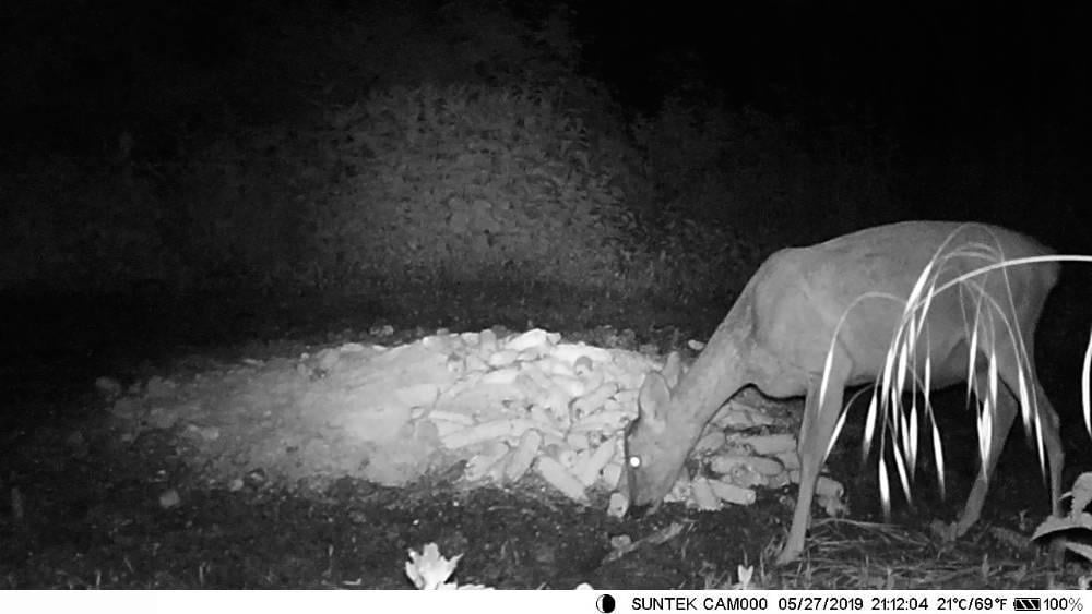 Фотопастка Suntek MINI600 12 Мп міні камера (1012) - фото 10 Фотопастка Suntek MINI600 12 Мп міні камера (1012) - фото 10