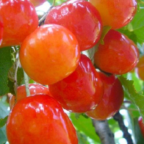 Сажанец Черешня розовая Розовинка ранняя (39901)