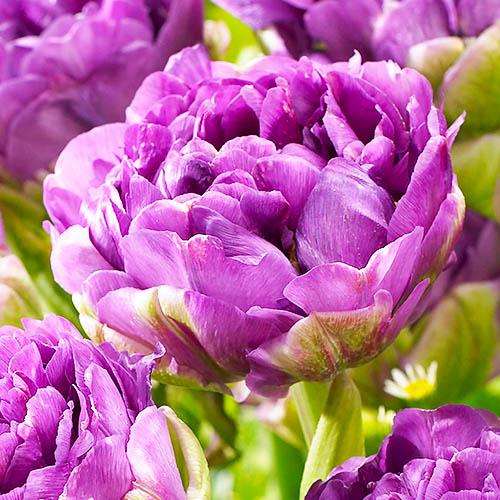 Тюльпан Florium Blue Wow (3565)