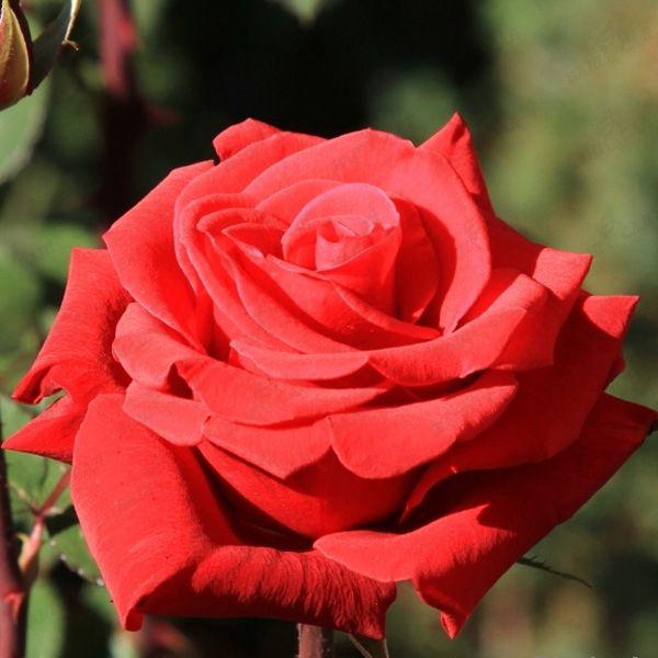 Саженец Red Berlin 3 шт. (38276910)