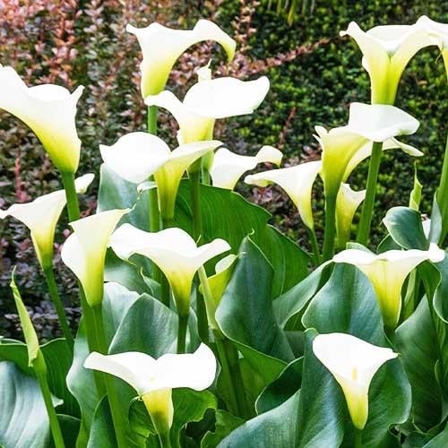 Калла Florium Ефіопська (3747) - фото 2 Калла Florium Ефіопська (3747) - фото 2