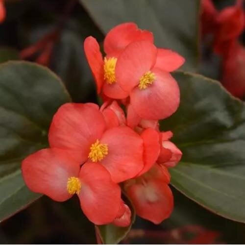 Семена цветов Бегония гибридная DRAGON WING Red Bronze Leaf PanAmerican 100 шт. (BN12517-2)