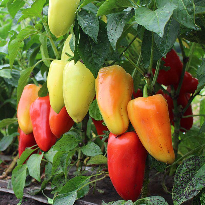 Семена Перець солодкий Яніка F1 ТД Гекса-Україна 01-20-125 1000 шт. (IR01404)