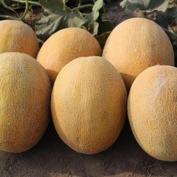 Семена Сладкая Дыня Syngenta FLANDER F1 500 шт. (2289646906)