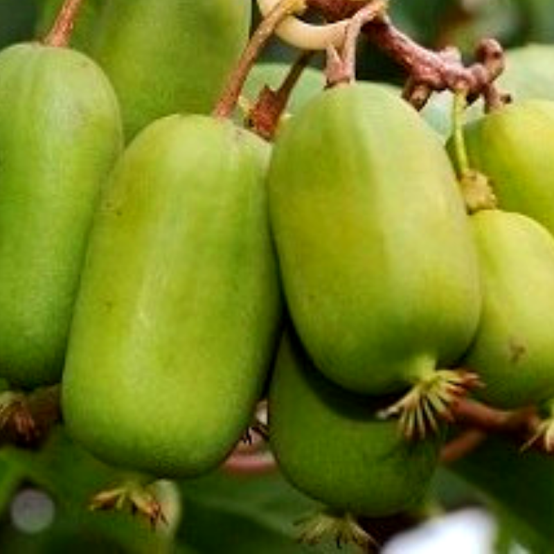 Саженец актинидии Jumbo женский сорт морозостойкая Р9 (741752375) - фото 3