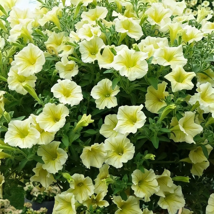 Семена цветов GL Seeds Петуния F1 Призм Айвори 10 шт. (GL-1205)