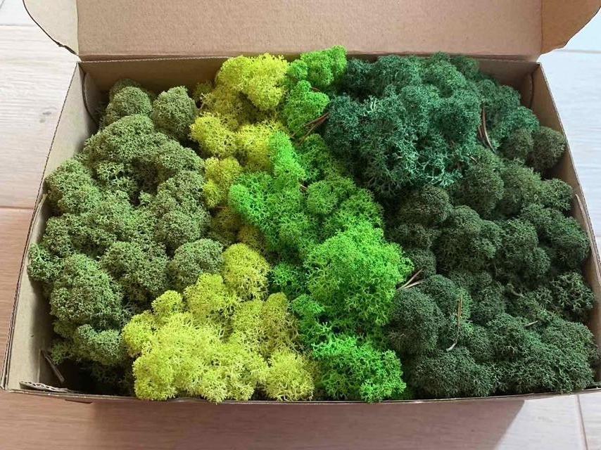 Стабилизированный мох 500 г (Assorti)