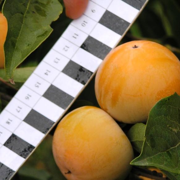 Саженец хурмы Сосновская двухлетняя самоплодная зимостойкая средняя (651476513) - фото 2 Саженец хурмы Сосновская двухлетняя самоплодная зимостойкая средняя (651476513) - фото 2