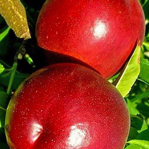 Саджанець Нектарин Нектаред персик лисий середній термін дозрівання (63997)