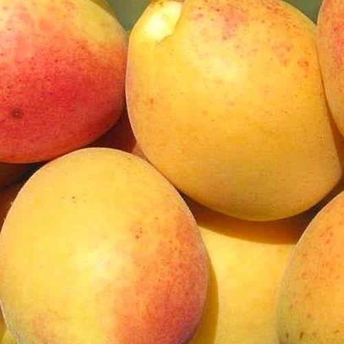 Сажанец Абрикос Лимонка летний сорт ранний срок созревания (36762)
