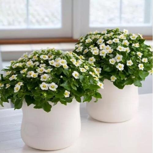 Семена цветов Экзакум Princess White PanAmerican 5 шт. (BN08332-4)