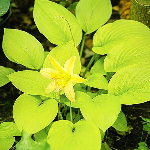 Хоста Florium Miracle Lemony (18417) - фото 2 Хоста Florium Miracle Lemony (18417) - фото 2