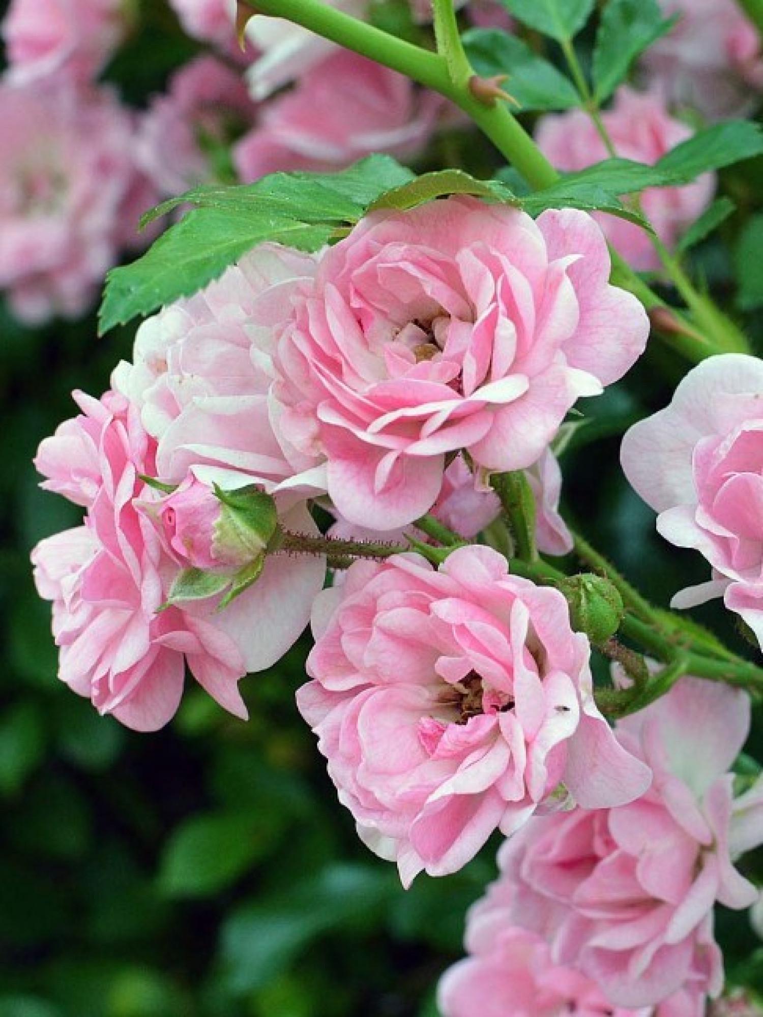 Саджанці Троянди Плетиста Pink (132)