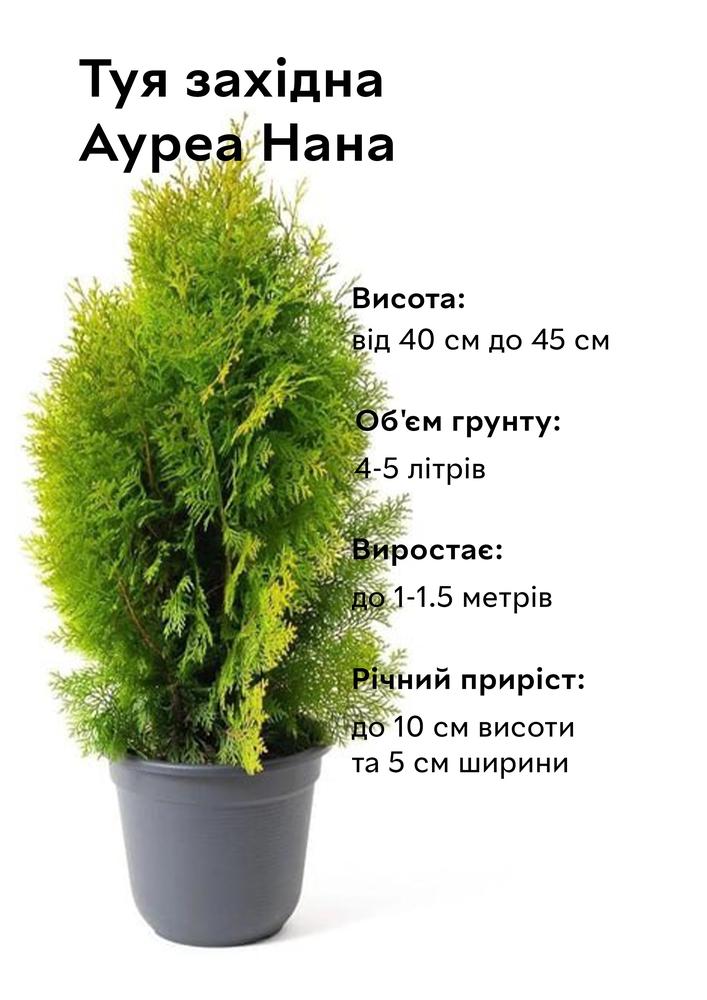 Туя западная Aurea Nana овальная 40-50 см/объем грунта 4 л (15306) - фото 8