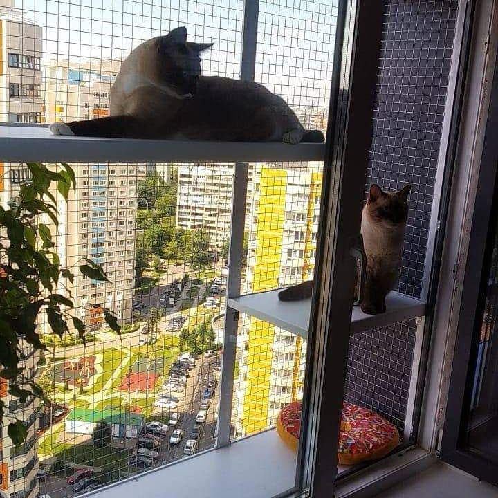 Балкон для котів з двома поверхами прямокутний підвісний 690х420х1250 см Білий (015) - фото 3