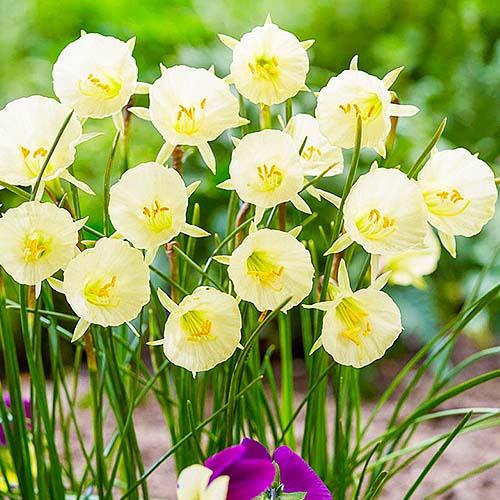 Нарцис Florium Arctic Bells (17867)