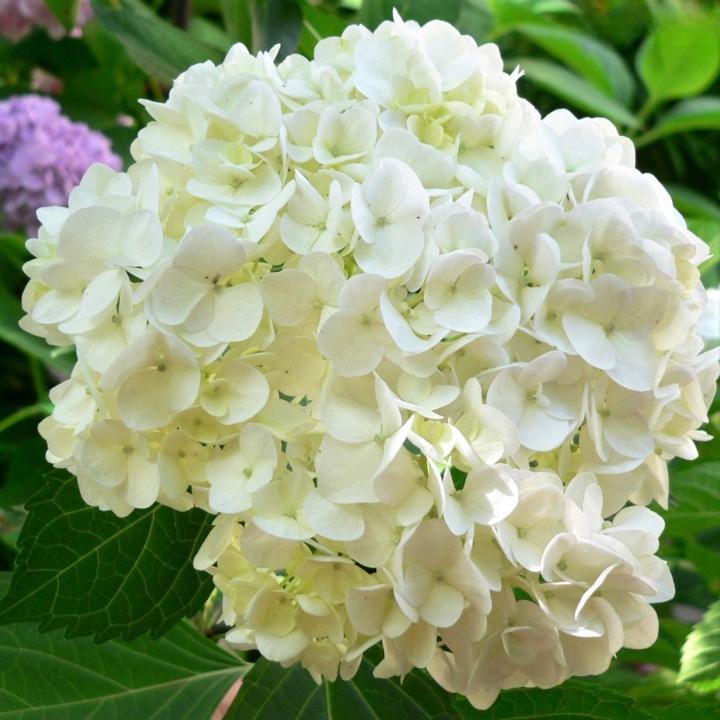 Саженец гортензии крупнолистной Hydrangea macrophylla Soeur Therese Р9 (1531626018)