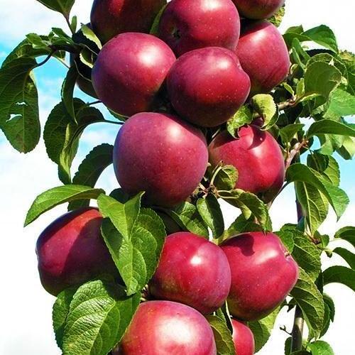Сажанец Яблоня колоновидная Джина осенний сорт (15788)