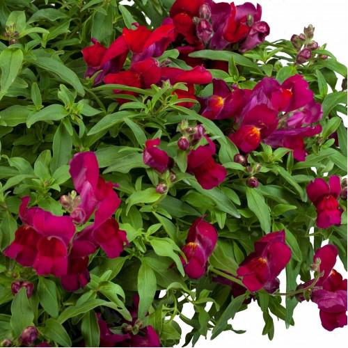Семена цветов Львиный зев Floral Showers Purple Sakata 1000 шт. (BN06382)