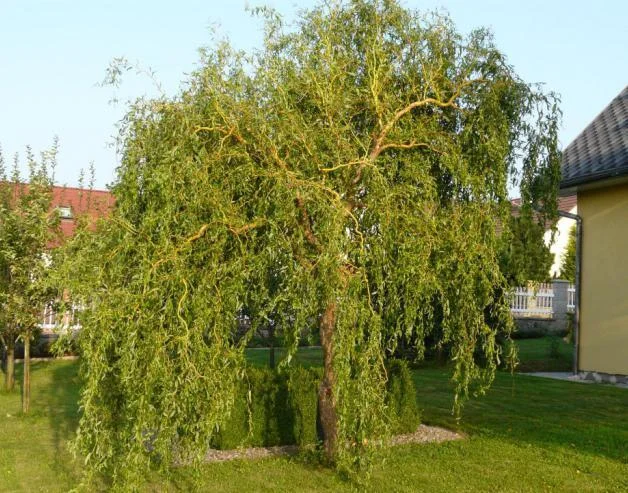 Верба Матсудана 5 л (ЛК-1-02)