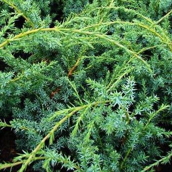 Саджанець ялівцю китайського Juniperus chinensis Blue Alps Р9 (644878982) - фото 3