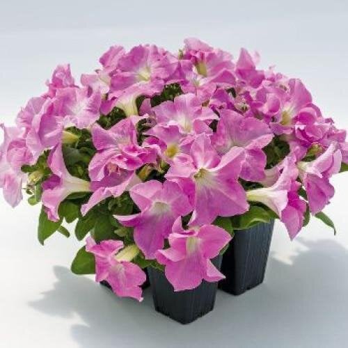 Семена цветов Benary Петуния крупноцветковая SUCCESS! HD Light Pink 1000шт. (BN10701)