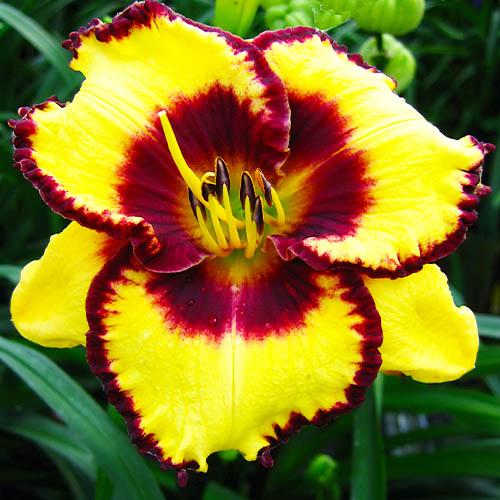 Лилейник Florium Calico Jack (18228)