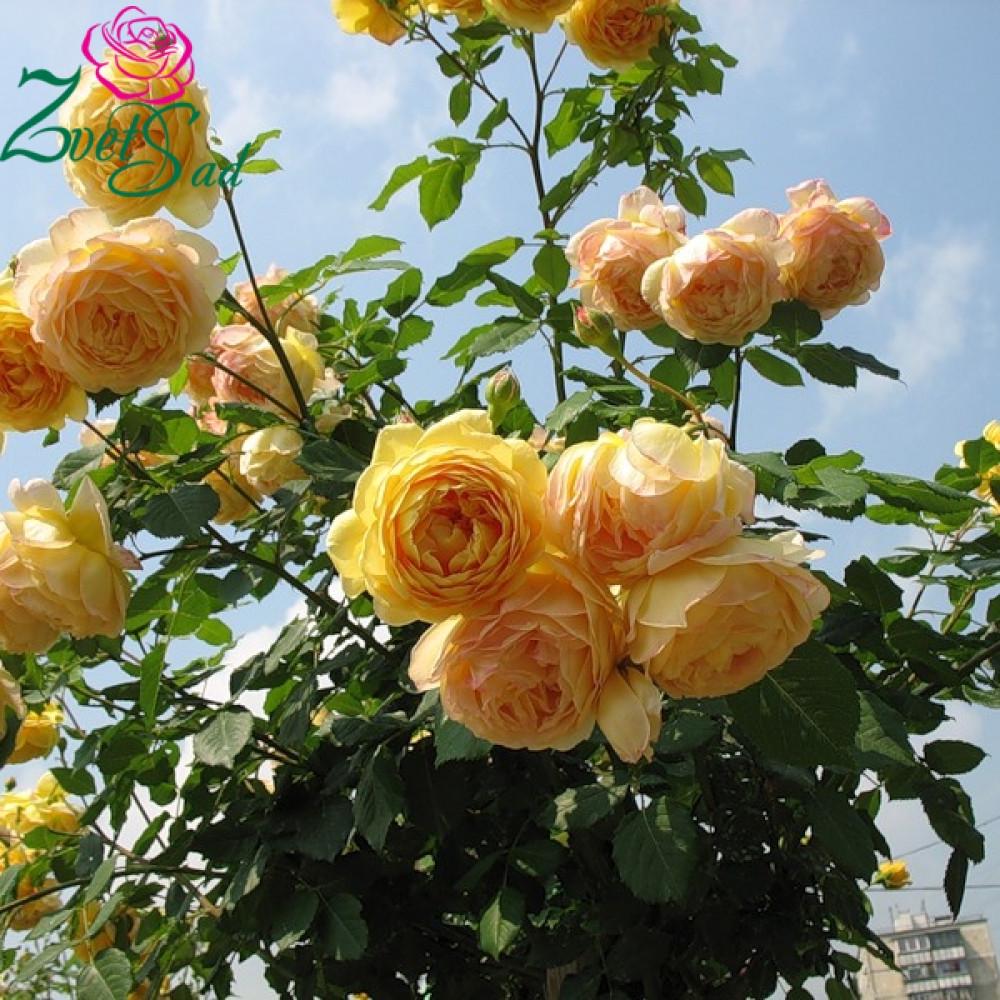 Троянда Velet англійська Golden Celebration в контейнері (2669429335) - фото 2 Троянда Velet англійська Golden Celebration в контейнері (2669429335) - фото 2