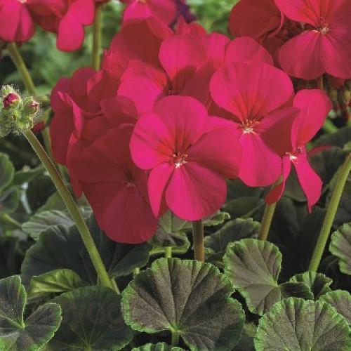 Семена цветов Syngenta Пеларгония садовая BullsEye Cherry 50 шт. (BN01627-3)