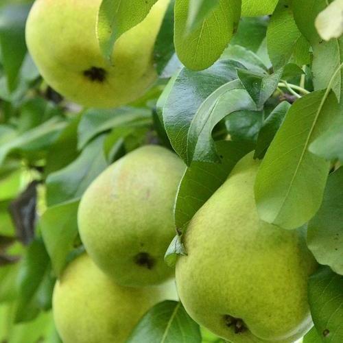 Саджанець Груша Смарагдова зимовий сорт пізній термін дозрівання (39892)