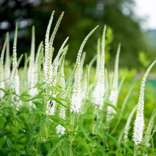 Саджанець Veronica spicata Candles Snow Вероніка колосиста Кандлс Сноу в контейнере 2 л Саджанець Veronica spicata Candles Snow Вероніка колосиста Кандлс Сноу в контейнере 2 л
