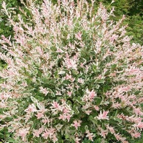 Саженец ивы цельнолистной японской Salix integra Hakuro Nishiki Р9 (1107487137) - фото 3