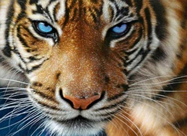 Алмазная мозаика Тигр со стразами на подрамнике 40x50 см полная выкладка