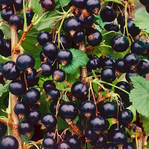 Саджанець Смородина чорна Вечірниця пізній термін дозрівання (177296)