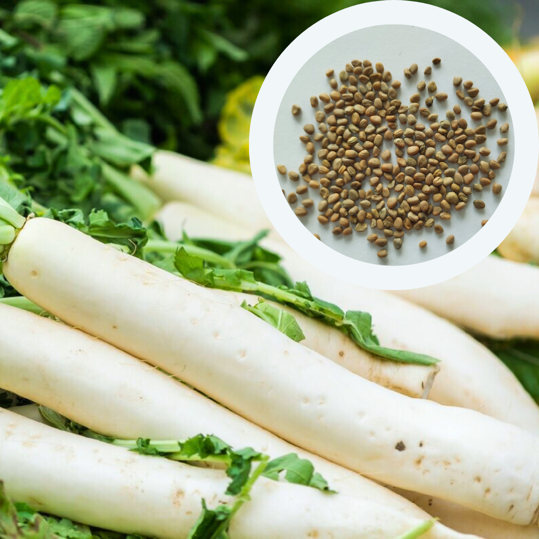 Семена Дайкон Клык слона 3 г 250 шт. белый среднеспелый (RS-00913) - фото 3 Семена Дайкон Клык слона 3 г 250 шт. белый среднеспелый (RS-00913) - фото 3