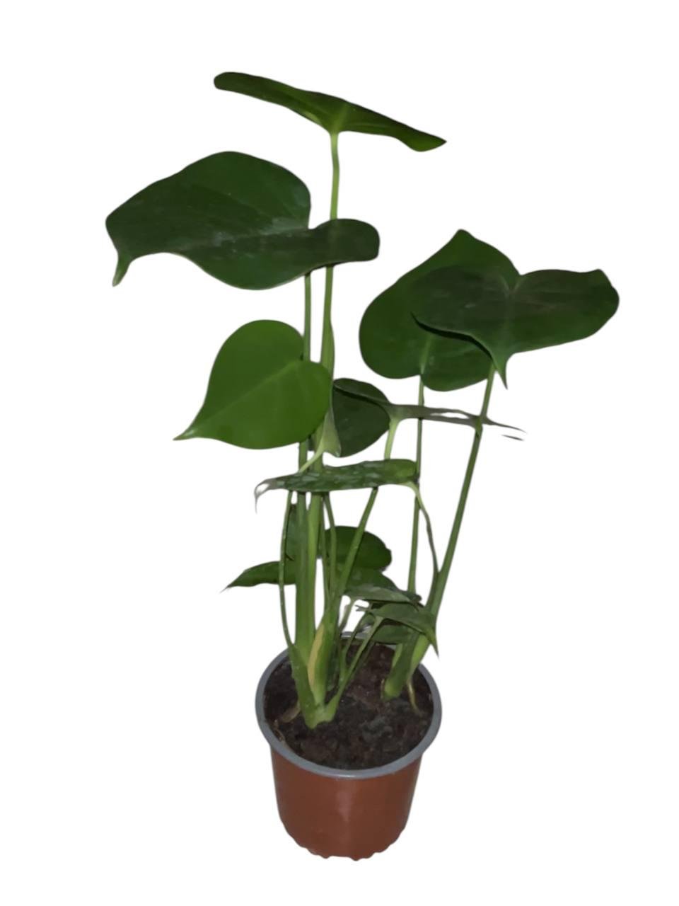 Монстера Делициоза (32520576)