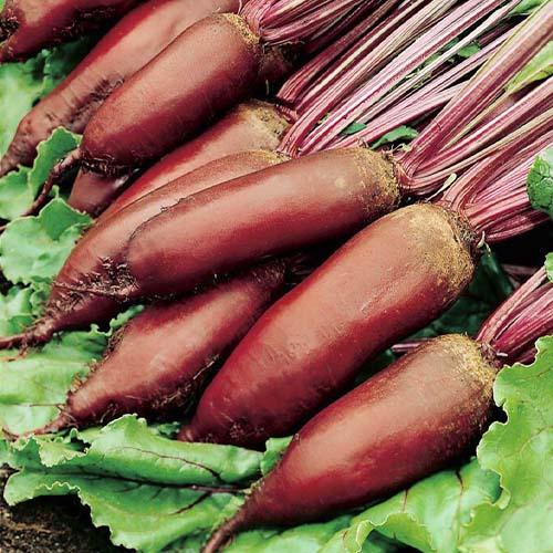 Семена Свекла Florium Цилиндра (ТМ Традиция)