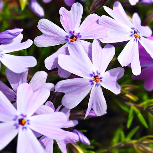 Флокс Florium G.F.Wilson (5542)