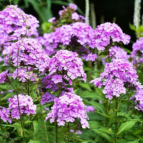 Флокс Florium Amethyst (4056) - фото 2