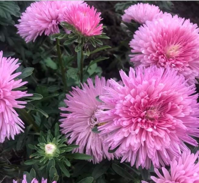 ᐉ Астра Florium Салмон низкорослая Классик (16890)