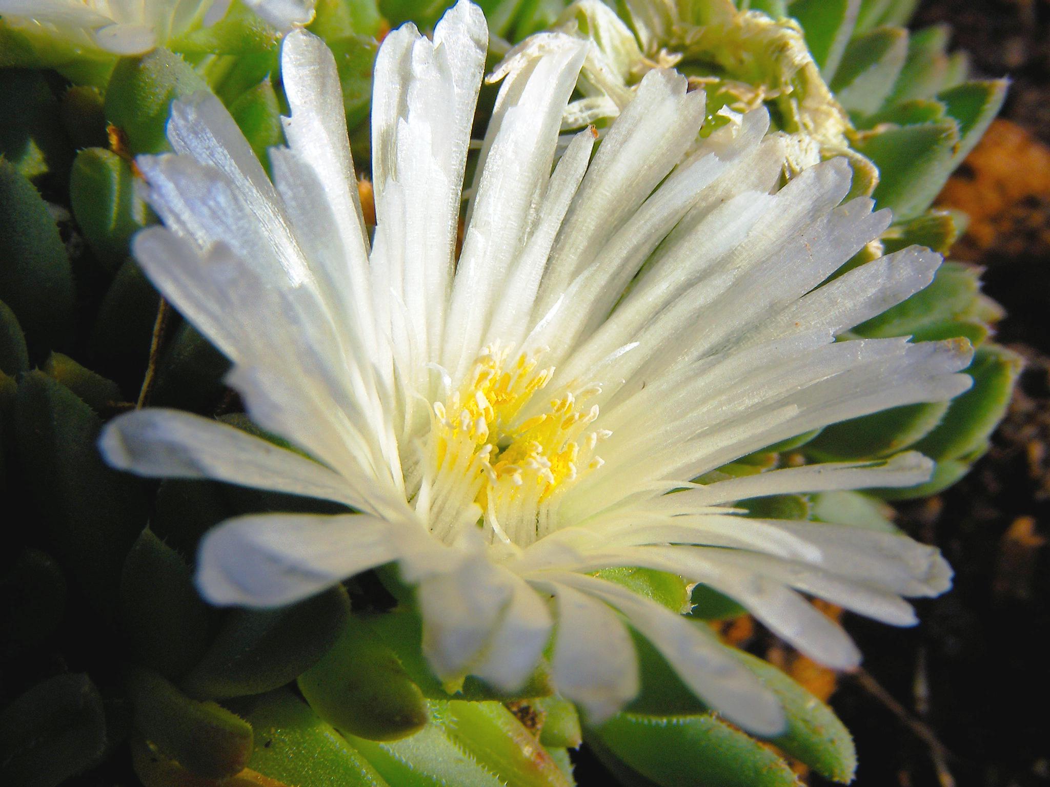 Делосперма Уайт Наггет Delosperma White Nugget 1 шт. (38294584) Делосперма Уайт Наггет Delosperma White Nugget 1 шт. (38294584)