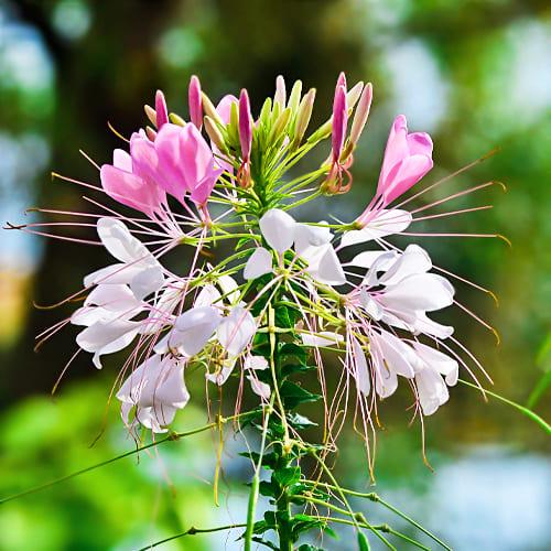 Семена Клеома Florium Смесь (17729) - фото 3 Семена Клеома Florium Смесь (17729) - фото 3