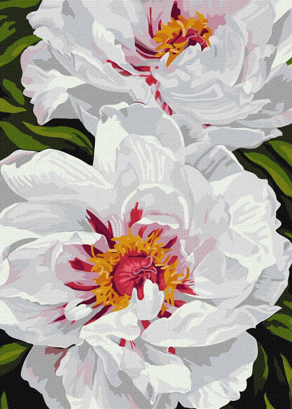 Картина по номерам Ідейка Белые пионы 40х50 (KHO3243)