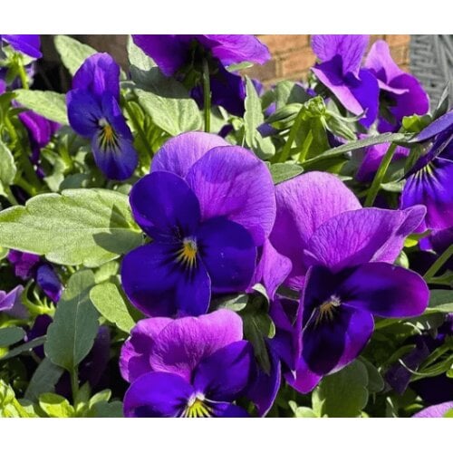 Семена цветов Виола рогатая Floranova Select F1 Neon Flash 1000 шт. (BN13320)