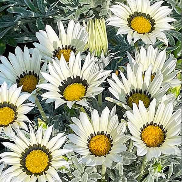 Семена Газания жестколистая Kiss White ТД Гекса-Украина 02-01-592 100 шт. (IR003216)