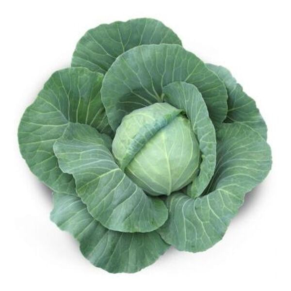 Насіння Капуста Білоголова Kitano Seeds AKIRA F1 1 000 шт. (2073649827) Насіння Капуста Білоголова Kitano Seeds AKIRA F1 1 000 шт. (2073649827)