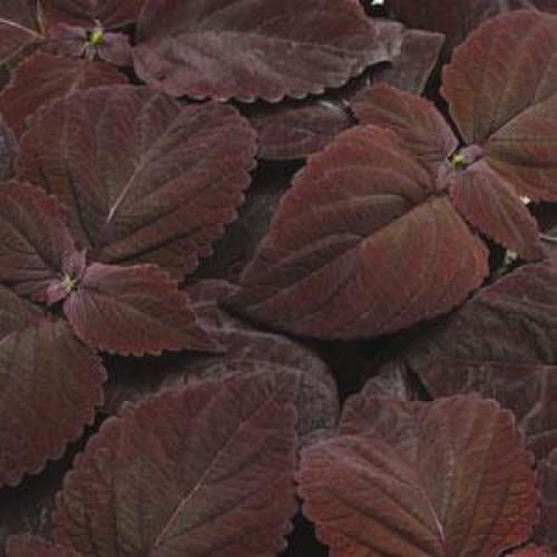 Семена цветов Колеус гибридный PREMIUM SUN CHOC DARK PanAmerican 100 шт. (BN00765-2)