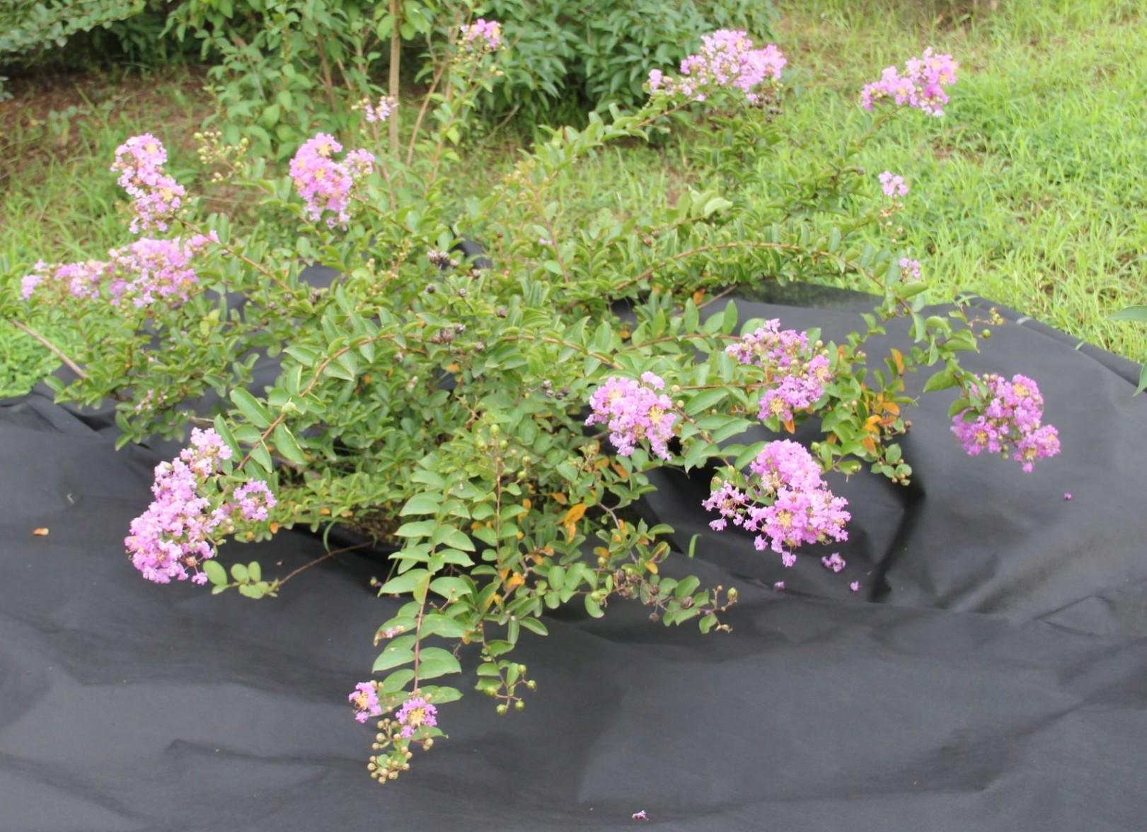 Агротканина проти бур'янів та для мульчування GardenLine AGO2180 50 г/кв. м 1х30 м Чорний (24702750) - фото 7 Агротканина проти бур'янів та для мульчування GardenLine AGO2180 50 г/кв. м 1х30 м Чорний (24702750) - фото 7